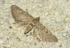 Eupithecia intricata