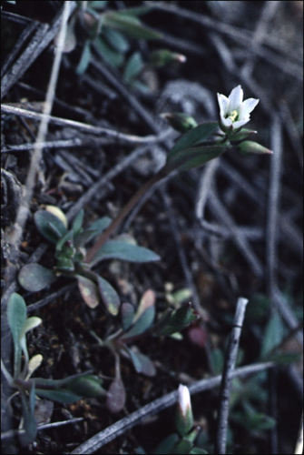 Holosteum umbellatum iNat (1)