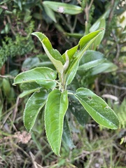 Dendrophorbium americanum, photograph (c) Nicolás Baresch Uribe, some rights reserved (CC BY)