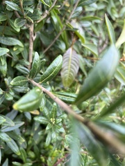 Cestrum buxifolium