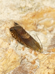 Grapholita delineana