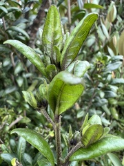 Cestrum buxifolium
