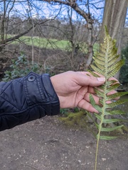 Polypodium