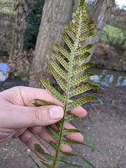 Polypodium