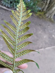 Polypodium