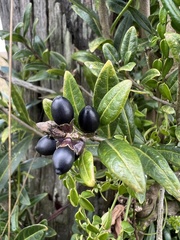 Cestrum buxifolium