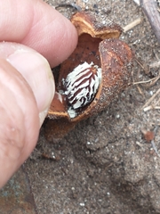 Prosopanche bonacinae