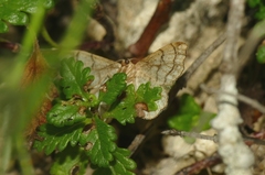 Idaea moniliata