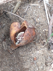 Prosopanche bonacinae