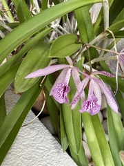 × Brassocattleya