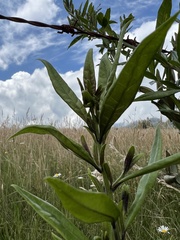 Cestrum buxifolium