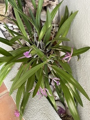 × Brassocattleya