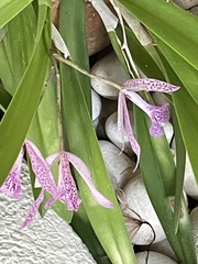 × Brassocattleya