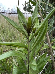 Cestrum buxifolium
