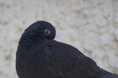 Columba livia