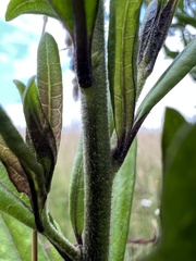 Cestrum buxifolium