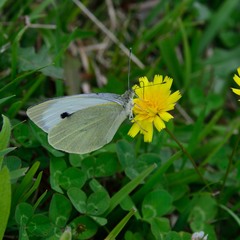 Pieris brassicae azorensis