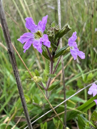 Cuphea ciliata (Cuphea ciliata)