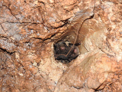 Northern Hairy-legged Myotis