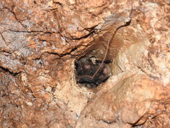 Northern Hairy-Legged Myotis photo 5