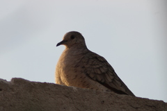 Columbina inca