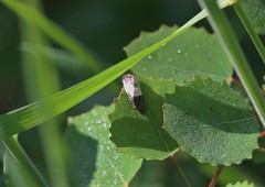 Notocelia cynosbatella