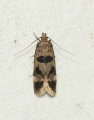 Mirificarma maculatella