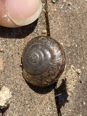 Helminthoglypta traskii