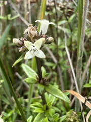 Galianthe bogotensis