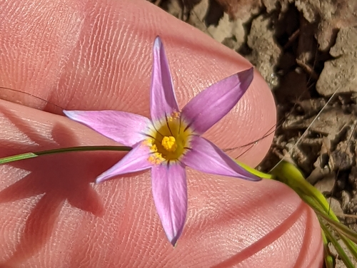 Romulea rosea