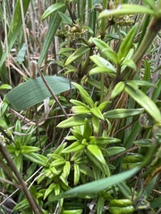 Galianthe bogotensis