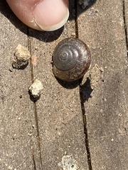 Helminthoglypta traskii