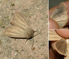 Mythimna pudorina