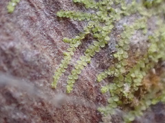 Lejeunea trinitensis