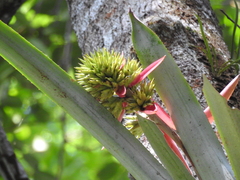 Aechmea aquilega