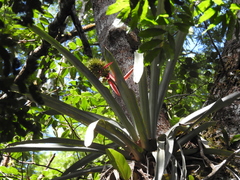 Aechmea aquilega