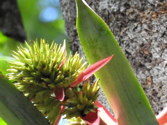 Aechmea aquilega