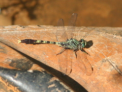 Arigomphus maxwelli