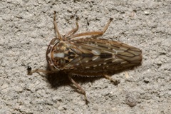 Stenidiocerus poecilus