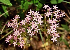 Centaurium erythraea enclusense