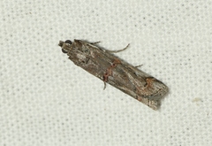 Pempelia palumbella