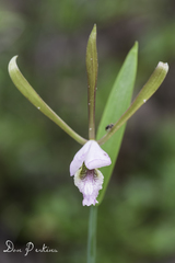 Cleistesiopsis bifaria
