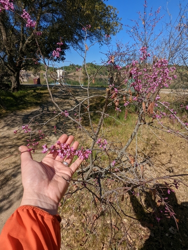 Cercis occidentalis