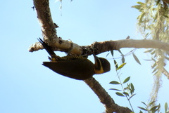 Piculus chrysochloros