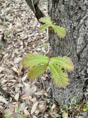 Quercus dentata