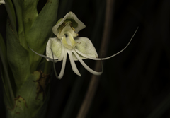 Habenaria gourlieana