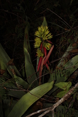 Aechmea aquilega
