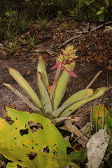 Aechmea aquilega