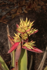 Aechmea aquilega