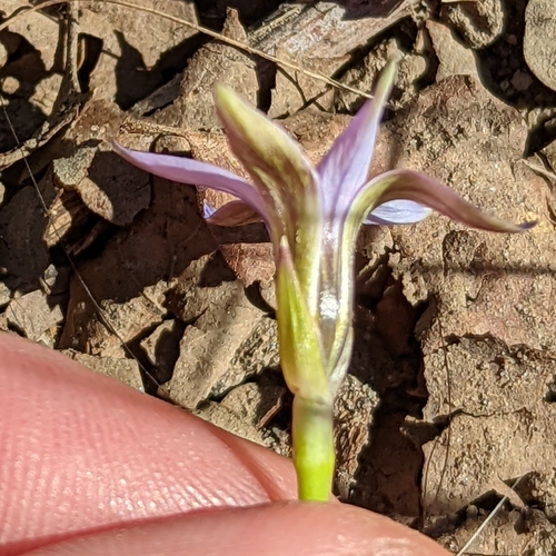 Romulea rosea